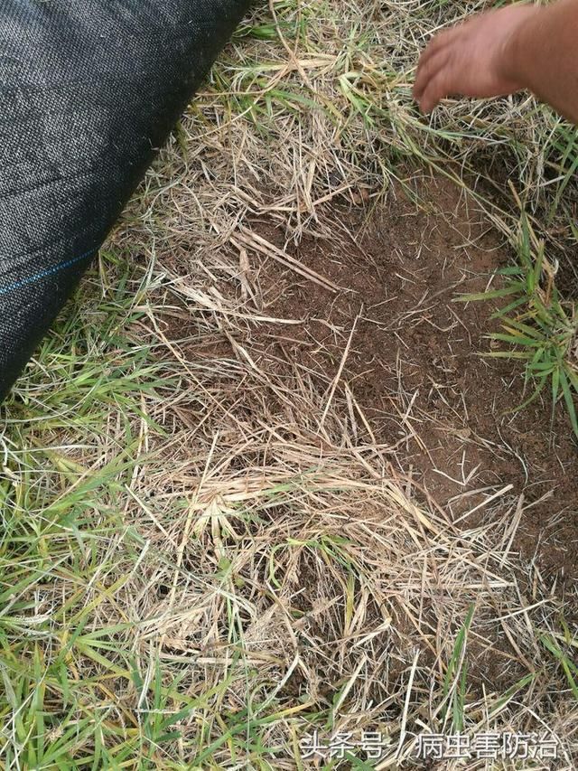 火龙果说:给杂草穿衣盖被,结出美味好果实!