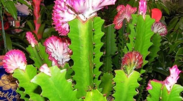  生机■5种能”抑制细菌“的花草，增添生机，放在家中”天然净化器“