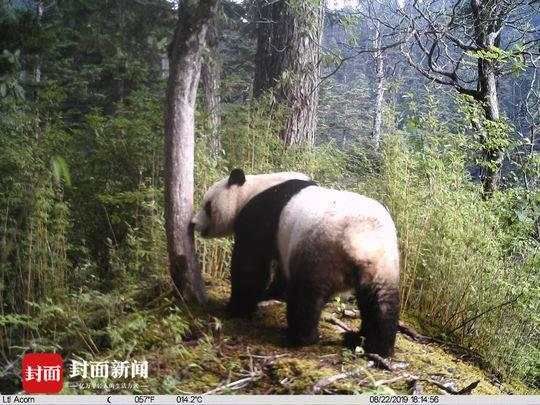尴尬了 大熊猫在四川勿角保护区被拍到“蹭屁股”