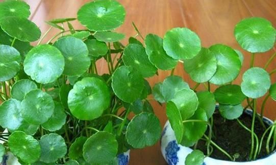  铜钱■铜钱草越养越“瘦小”？吃点“增肥水”，半月不到，蹭蹭胖2圈