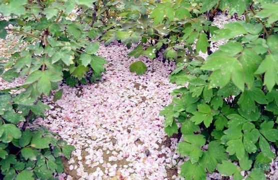 寻一片落英处，赴一场樱花约！