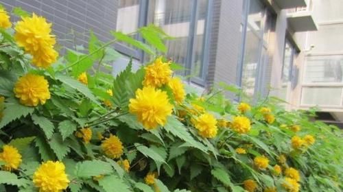 『玉兰花』在门前种这“5种树”,春夏季花开满枝,路人、邻居看了都羡慕