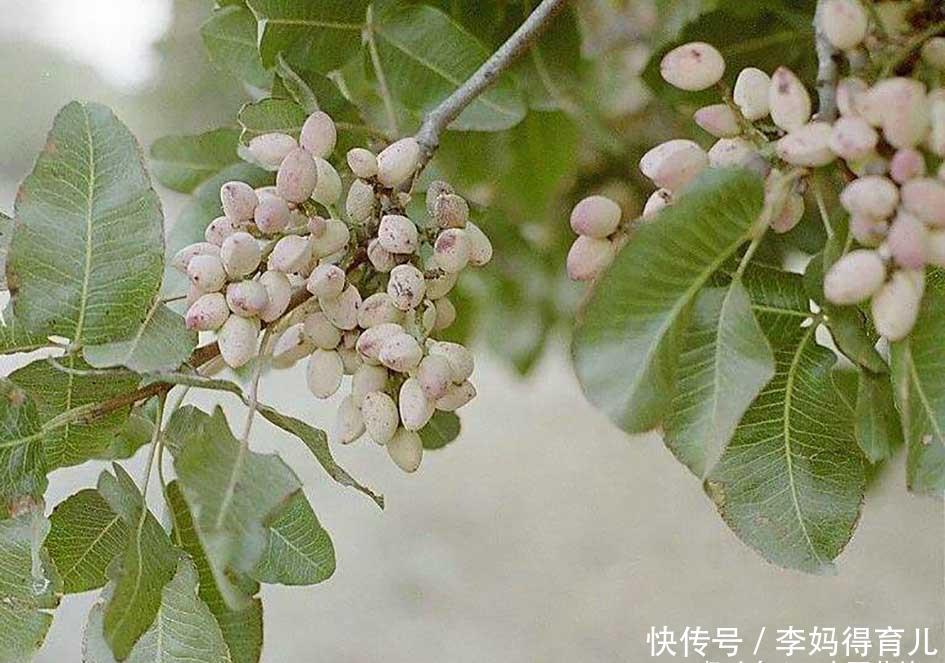  「开心果树」农村常见的一种树，却产出一种高级坚果，为何价格高居不下？