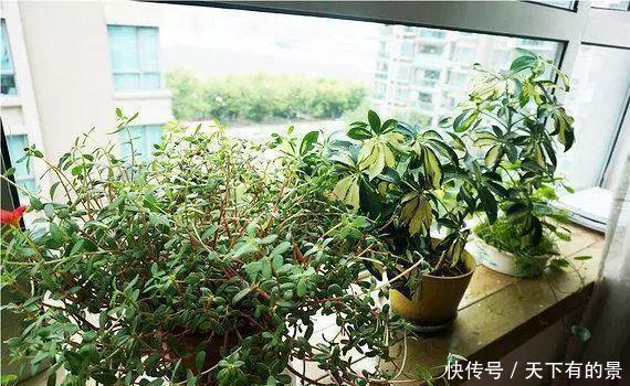  阳台|这几个“位置”别放花，吊兰、绿萝再好养，也会黄叶活不了