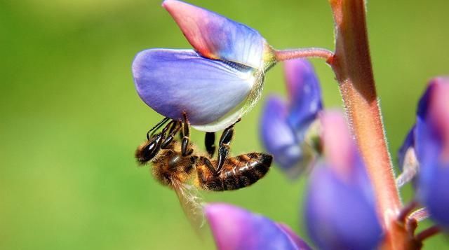  『不难』1群蜜蜂分3群，方法虽不难，却没这种分蜂方法成功率高