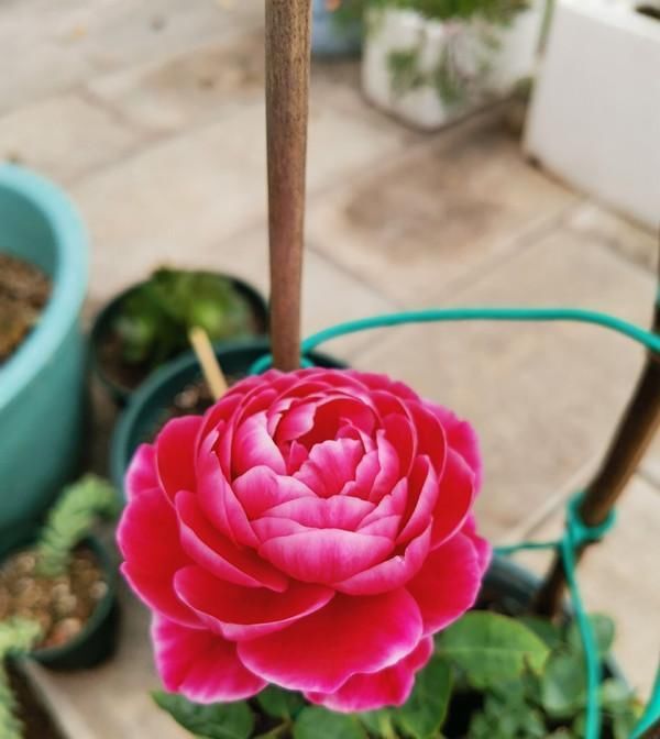 美观:家养此几款花,株形美观,全年开花不断,花色艳丽灿烂,美