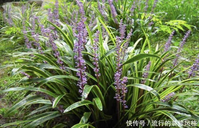 『漂亮』农田里的1种“沿阶草”,有着漂亮的花朵,比茉莉花奇特,还珍贵