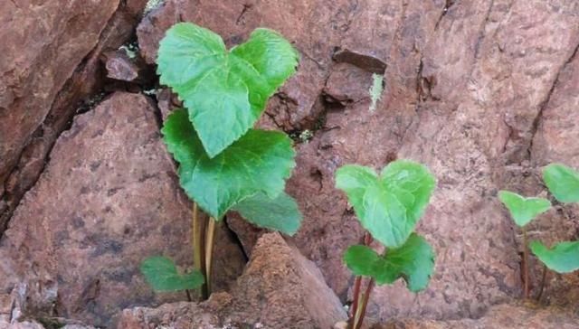  「善待」山上这种野生物，在民间价值不是一般高，遇到请善待别