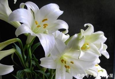  『喜欢』喜欢在家中养护花卉，就选择花期长，花色艳丽的3种花卉养护