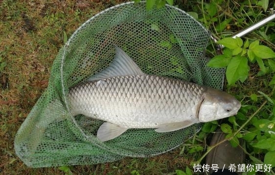  『鲮鱼』雨丝作钓丝 本汀鱼竿钓大鲮鱼
