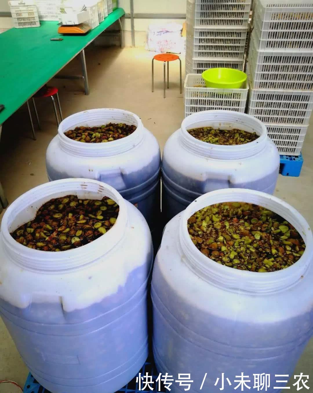 化腐朽为神奇!蓝鹊猕猴桃自制环保酵素,如此令