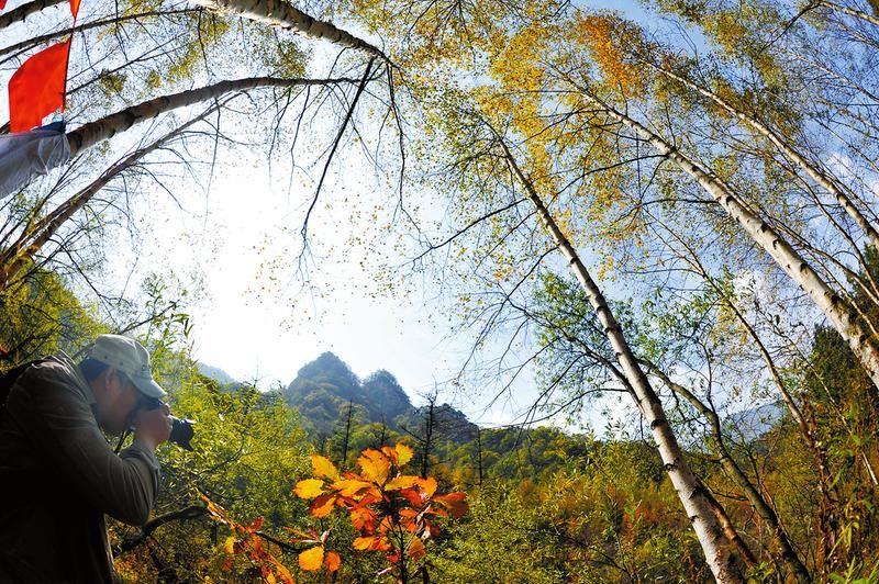 秦岭植物保护|一片叶，记录秦岭的色彩