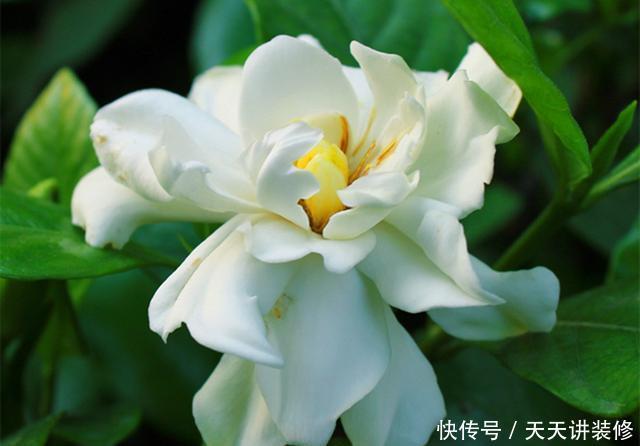  『芳香』想让阳台芳香馥郁“招蜂引蝶”，种上5种芳香花草，夏季也能开花