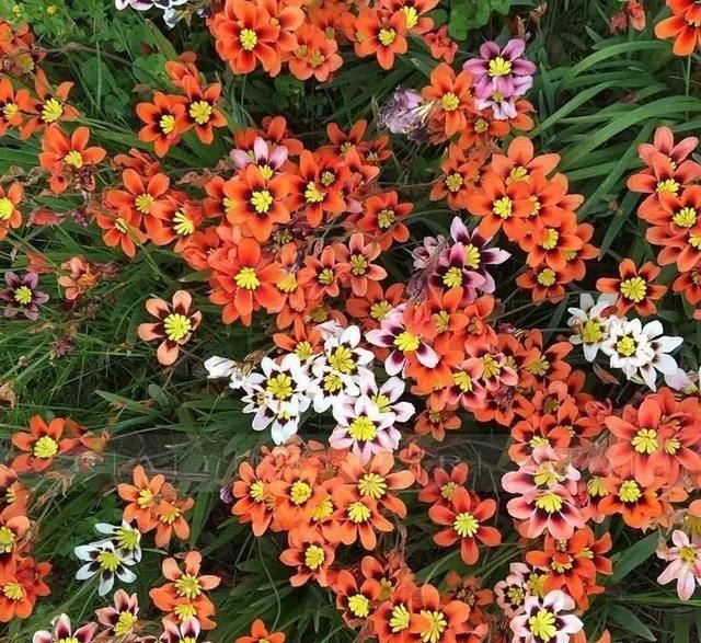  『排水良好』推荐一花多色的5种植物，缤纷多姿