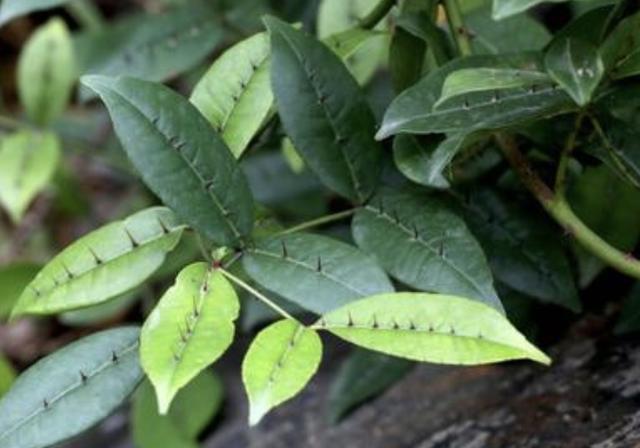 『人称』1种野草人称“两面针”,有着粗壮的主根,叶片还有刺,却珍贵!