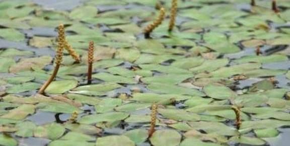  水里■农村水里常见的“眼子菜”，农民用它降火，到城里城里被