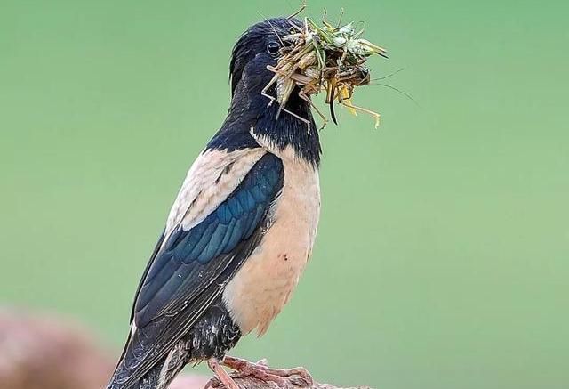  【当地】“蝗虫过境，寸草不留”，那你知道蝗虫最怕什么？怎么