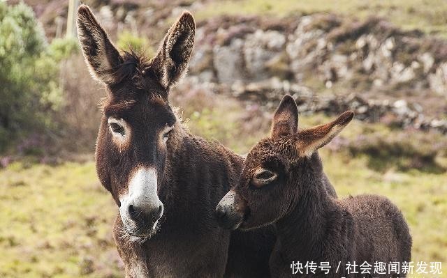  「驴皮」一头驴值上万块，仅驴皮就能卖几千，农村却没人养驴致