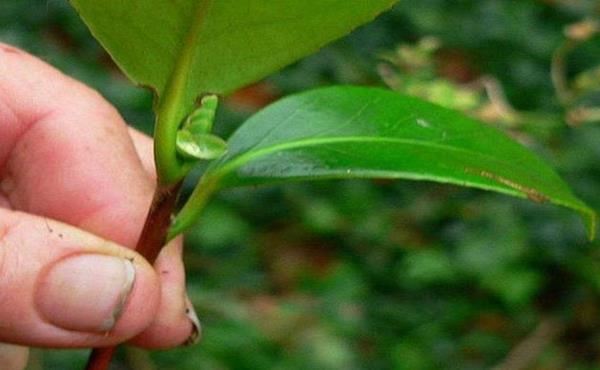 『克制』茶花扦插不成活?都是这事惹得祸,千万要忍耐克制