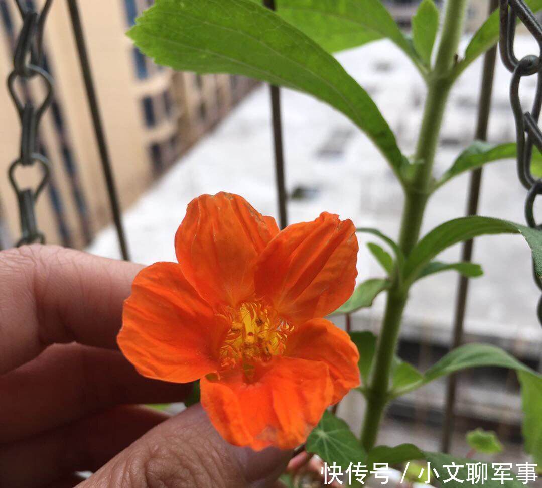 想养■想养棵不浇水都开爆的花?那非旱金莲莫属,适合总忘浇水的你