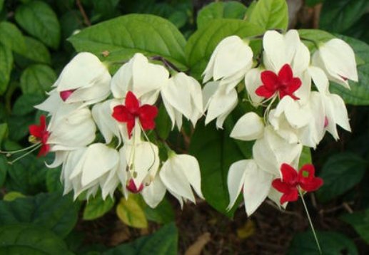  #花形#家养此款木本花卉，花形别致，开花一簇一簇，阳台呼呼爆成百花园