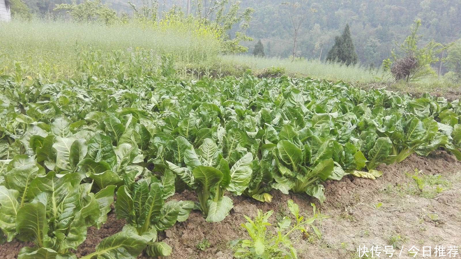 农村用来喂猪的蔬菜,竟是天然补药,城里人要花