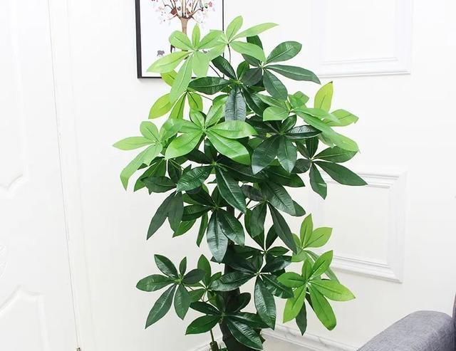  #花盆#大而深的花盆适合养什么花？教你预防积水烂根的办法