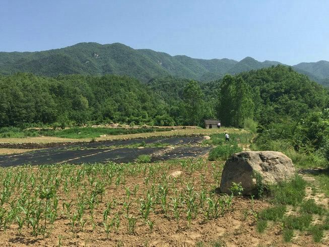 河南大龙结宝穴七脑芙蓉大帐，穴隐脉藏待高人指点风水