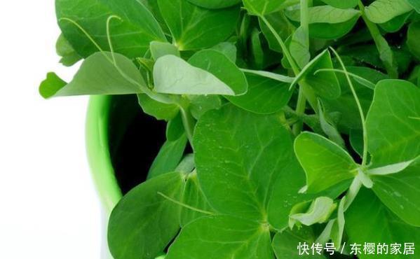  『豌豆苗』懒人也有口福了，阳台种植四样蔬菜，竟然能吃小半年