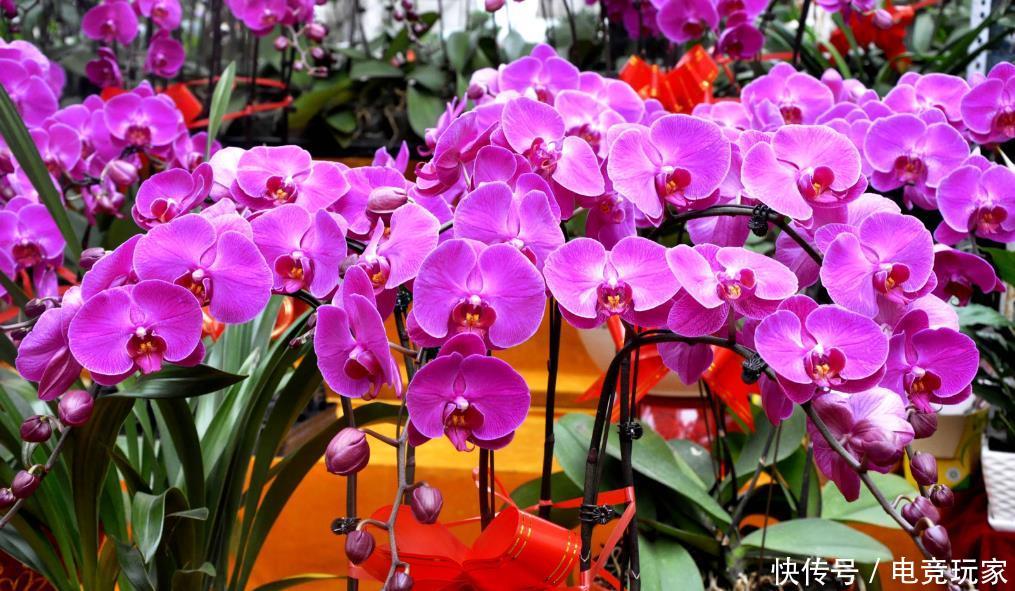  花钱买：三种花价值很高，别再花钱买了，只需要一片叶子，不出四月就生根