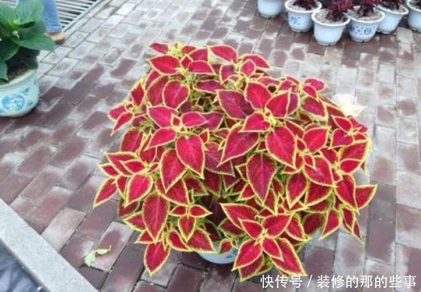  『养花』新手养花，不如养观赏精品：彩叶草，株型美观、色彩多样