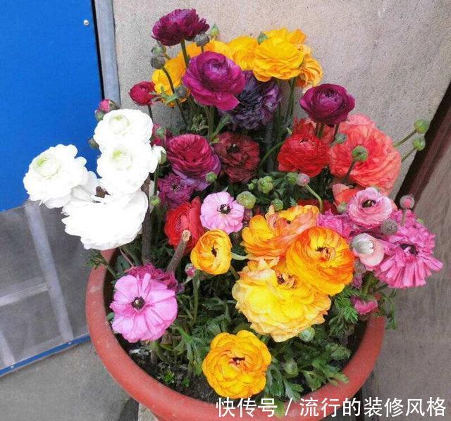 「种花」这3种花夏天养不得,温度一高就热死,很难过夏