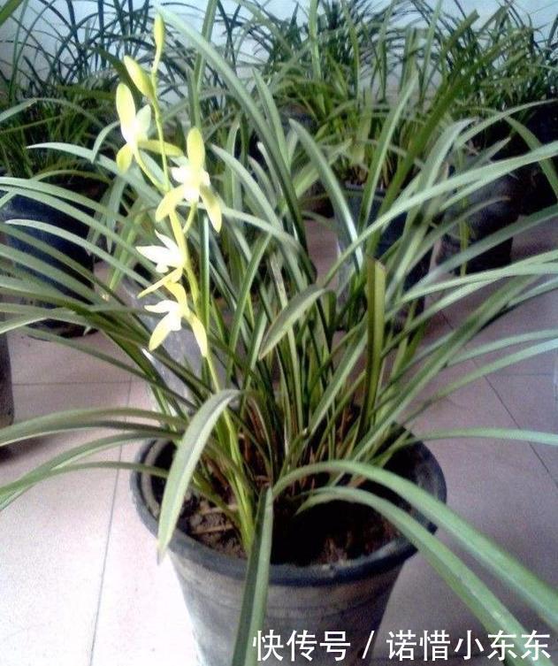 想要养好兰花第一步，先了解兰花花芽出来的时间，对症施肥开花多