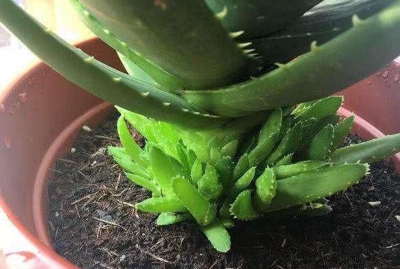  [时间]没时间养花？就养这两种，十天半月不用浇水，长到开花又爆盆