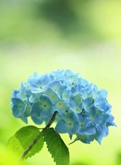 叶子■绣球花的叶子比较小是怎么回事?
