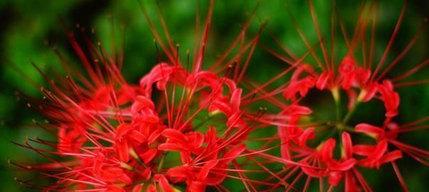  『爱情变得模糊』喜欢菊花,不如养盆“菊中珍品”,花团锦簇,花之隐逸者
