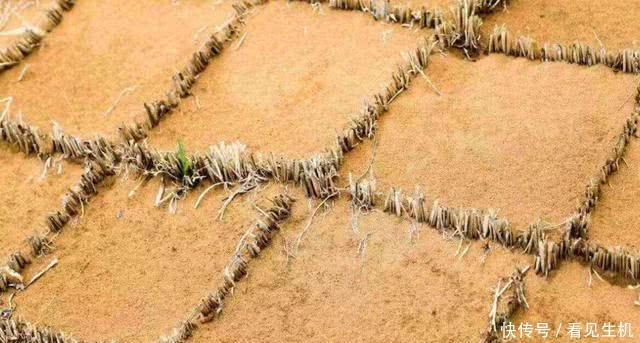 中国人发明的草方格，成功解决沙漠荒漠化，如今成为治沙史上奇迹
