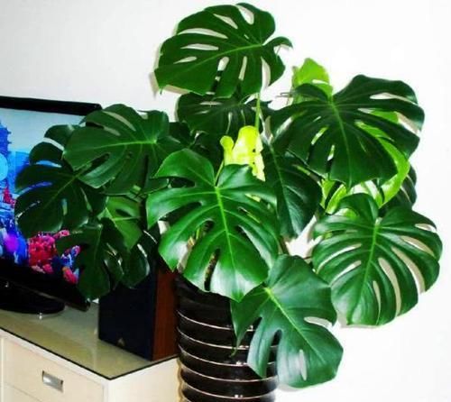  #植物#还在养绿萝？这“2种”植物养客厅，既能“吸甲醛”又能助睡眠！