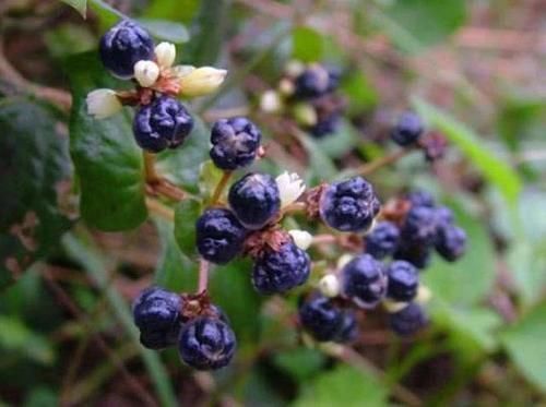  稀罕■果实像“炭渣”，吃了满嘴黑，儿时拿它当糖吃，老农却更