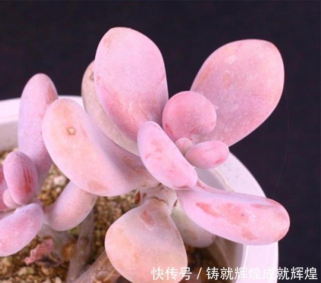 土里■这些根本不用打理的绿植,随意往土里一丢即可长出花园,你养过吗!