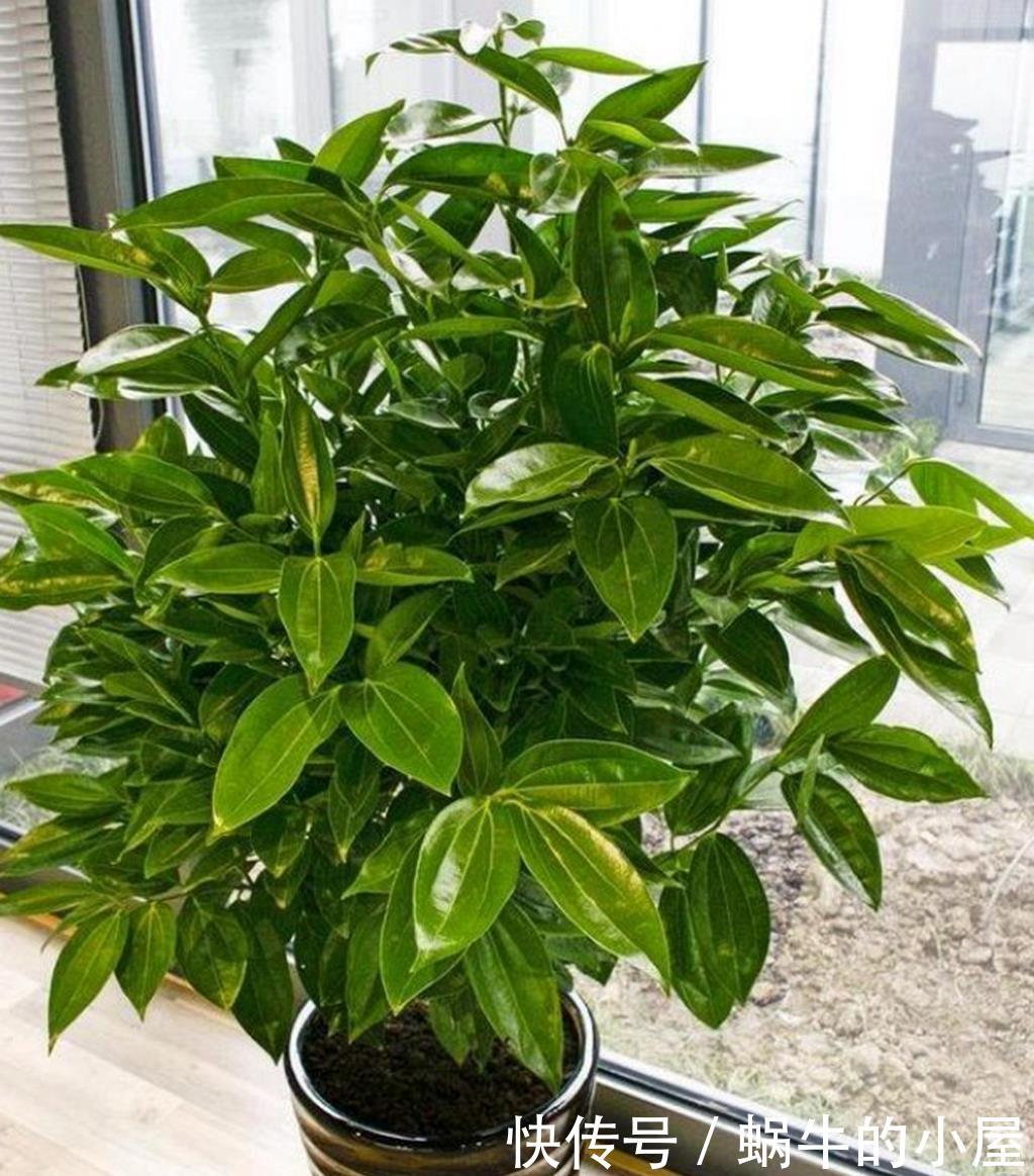  「招财」把这五种绿植摆一盆在家，寓意招财、保平安，好运进家门！