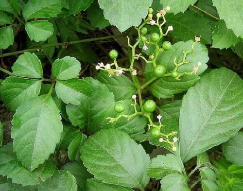  药草@农村的一种野草，晒干之后就是中药材，被称为“长寿药草”