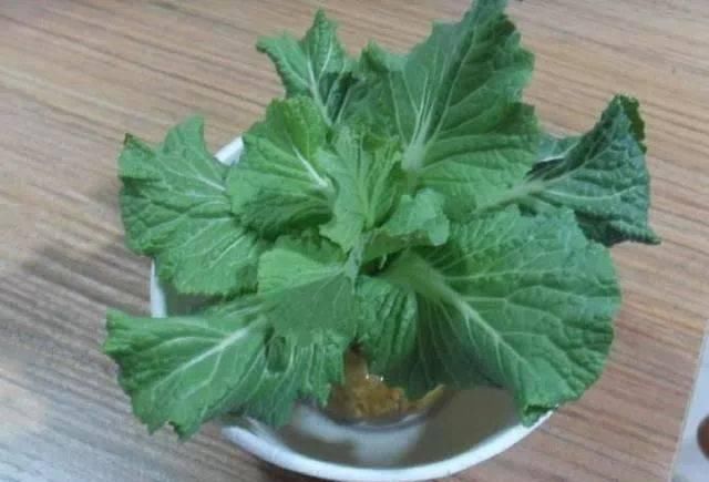  适合：这5种菜根适合水培，直接放水里，长出小盆栽叶子也鲜美