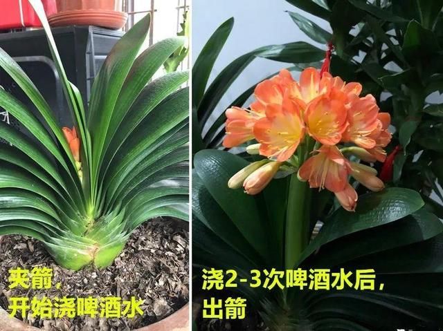  ＂x＂:＂0＂在家自制壮根水，7天浇一次，养出白胖萝卜根！