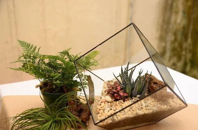  『布置在玻璃』在玻璃容器里布置的植物景观，栽培这些植物，都是很容易照顾的