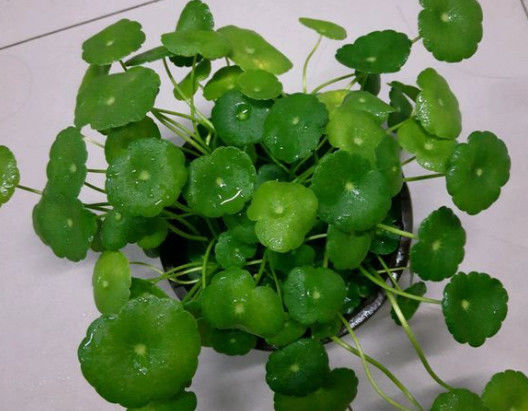  「把它」好养不过铜钱草，剪光之后还能长，这个夏天就养它了！