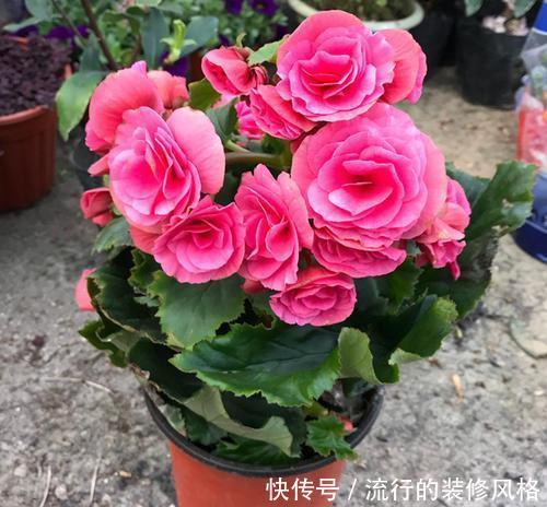  「种花」这3种花夏天养不得，温度一高就热死，很难过夏