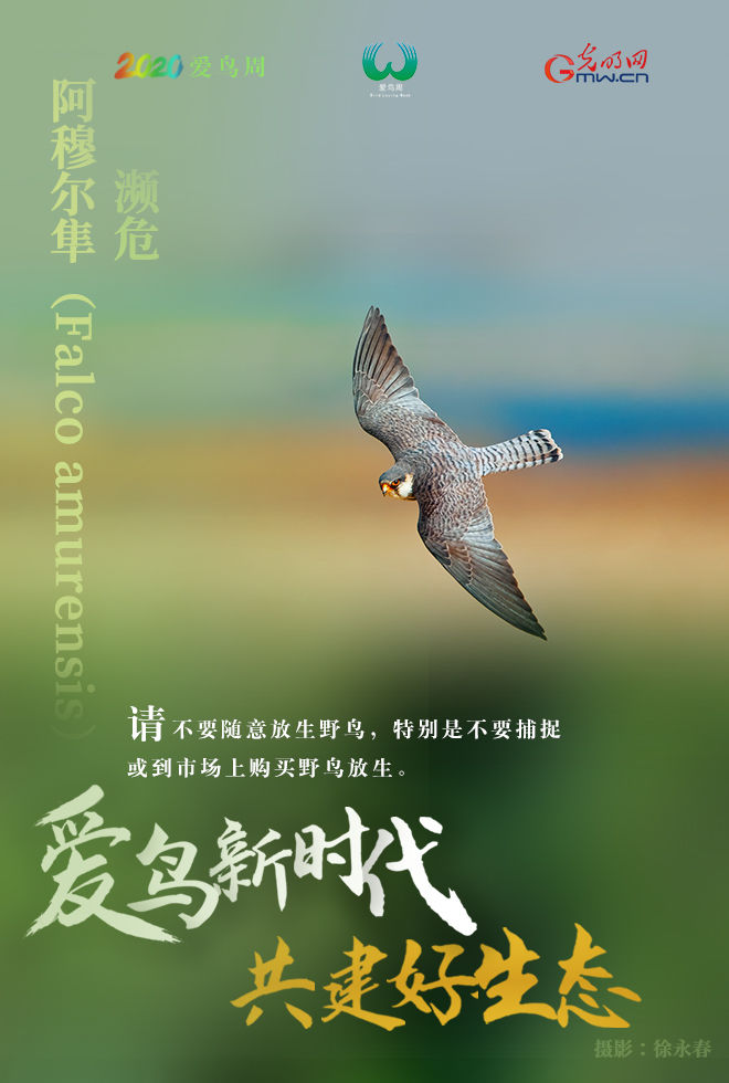  『鸟类资源』海报 | 爱它，就保护它！请善待野生鸟类