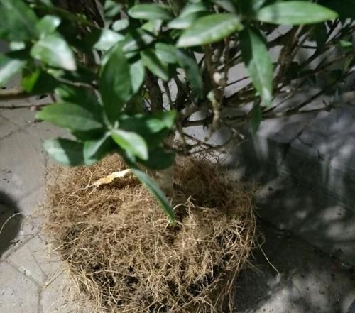  「烂根换盆」一直想给栀子花换盆，如何判断自己养护的栀子花盆栽要不要换盆？
