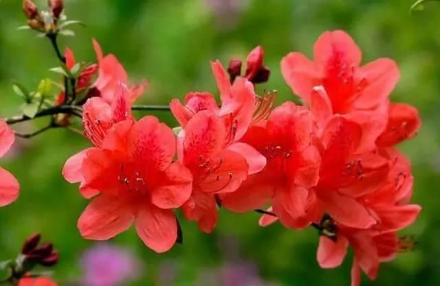  【花中】中国10大名花，哪个是你的最爱？